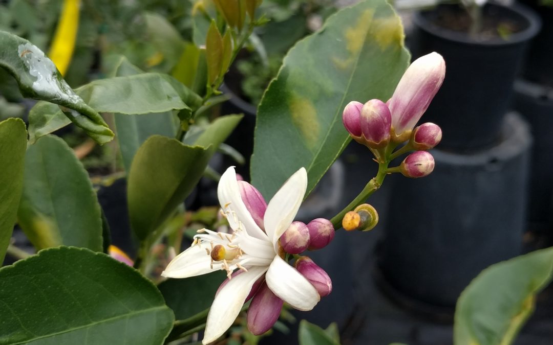 Orange blossom or lemon blossom? - Greg Alder's Yard Posts: Southern  California food gardening